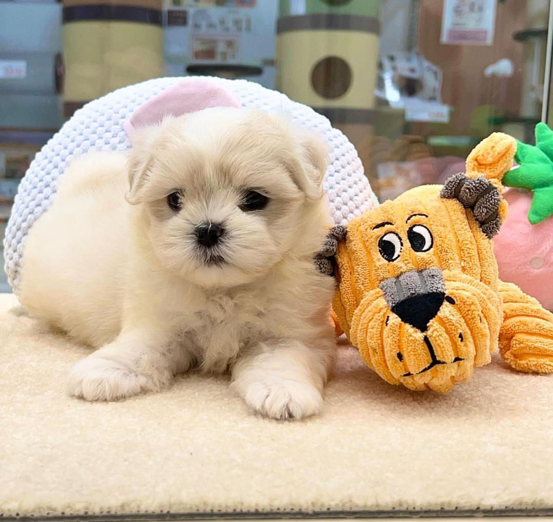 Maltipoo