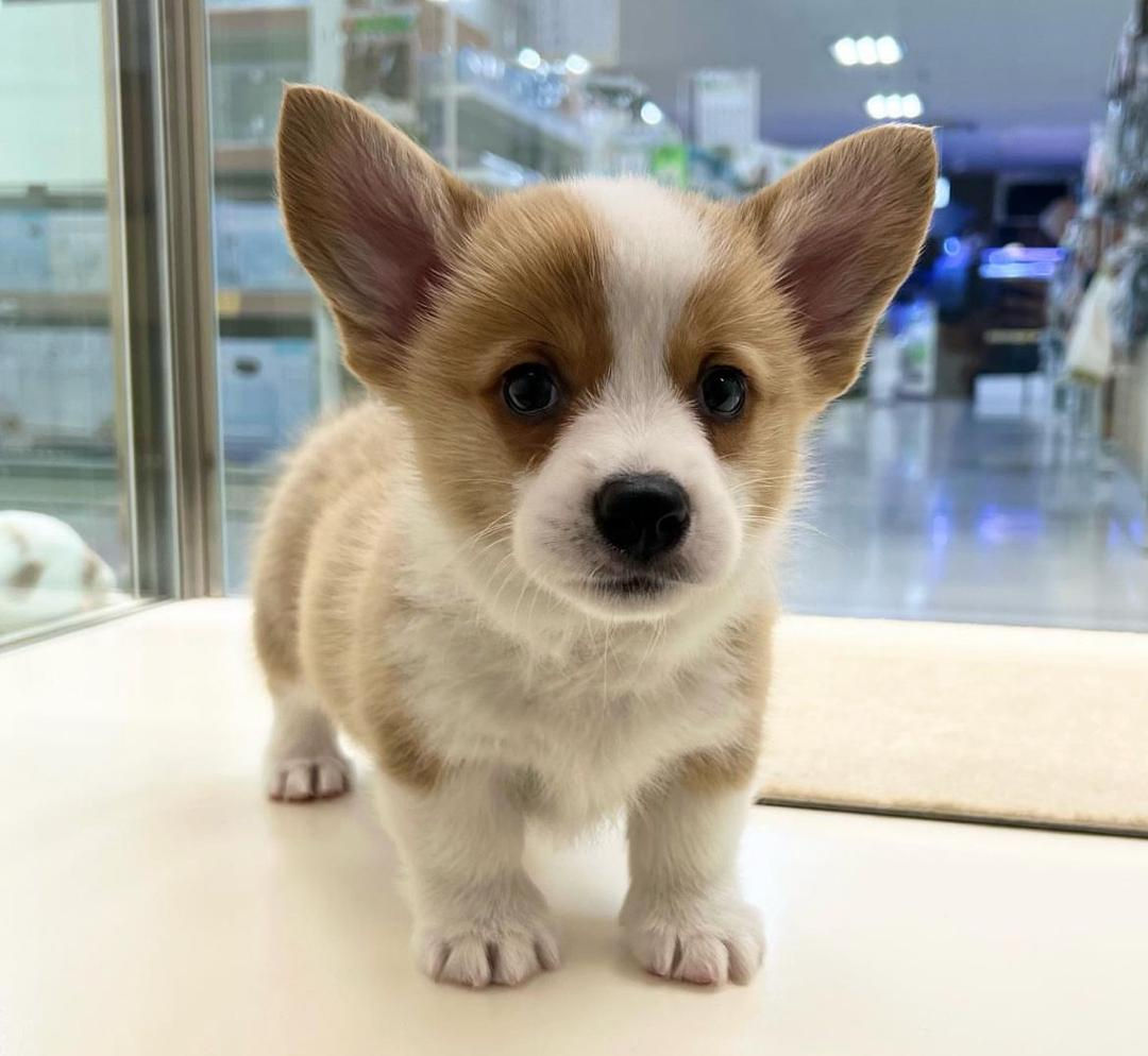 Corgi