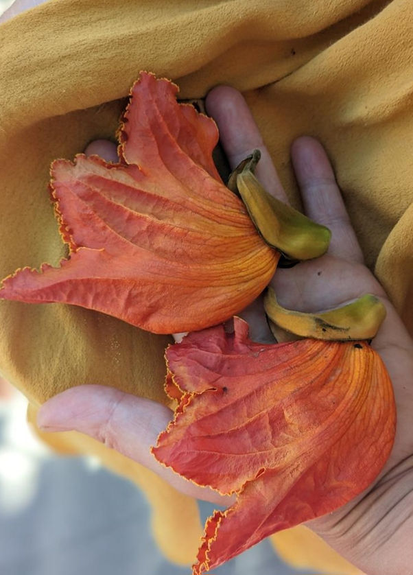 orangeflower