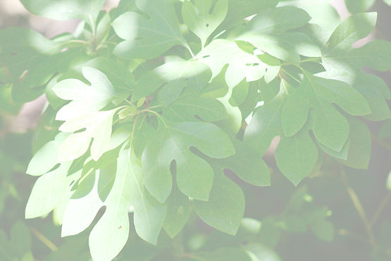 American sassafras