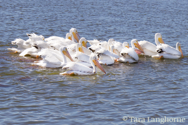 White Pelicans