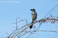 Scrub Jay on Branch