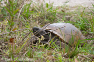 Tortoise