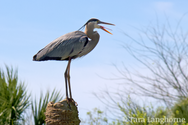 Heron