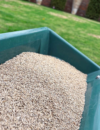 Overseeding photo_edited.jpg