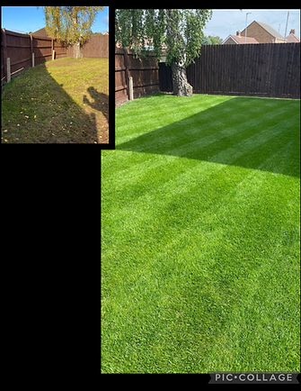 Renovation collage.png