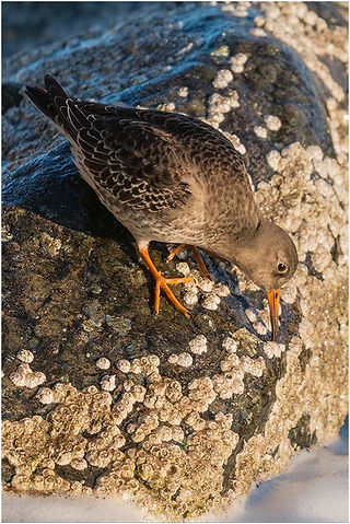 Purple Sandpiper
