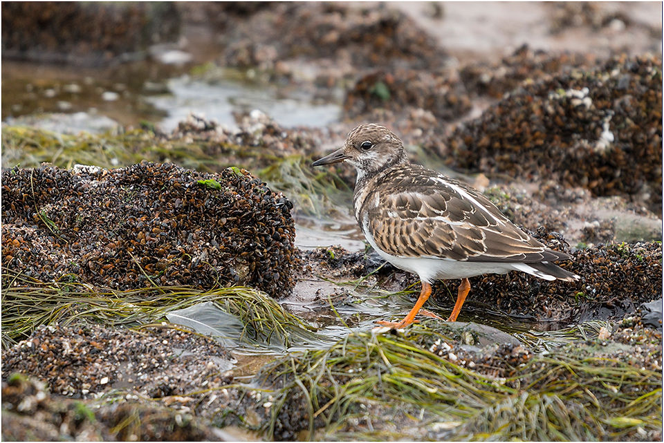 Turnstone