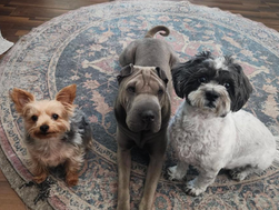 August 2025 Newsletter - National Dog Month