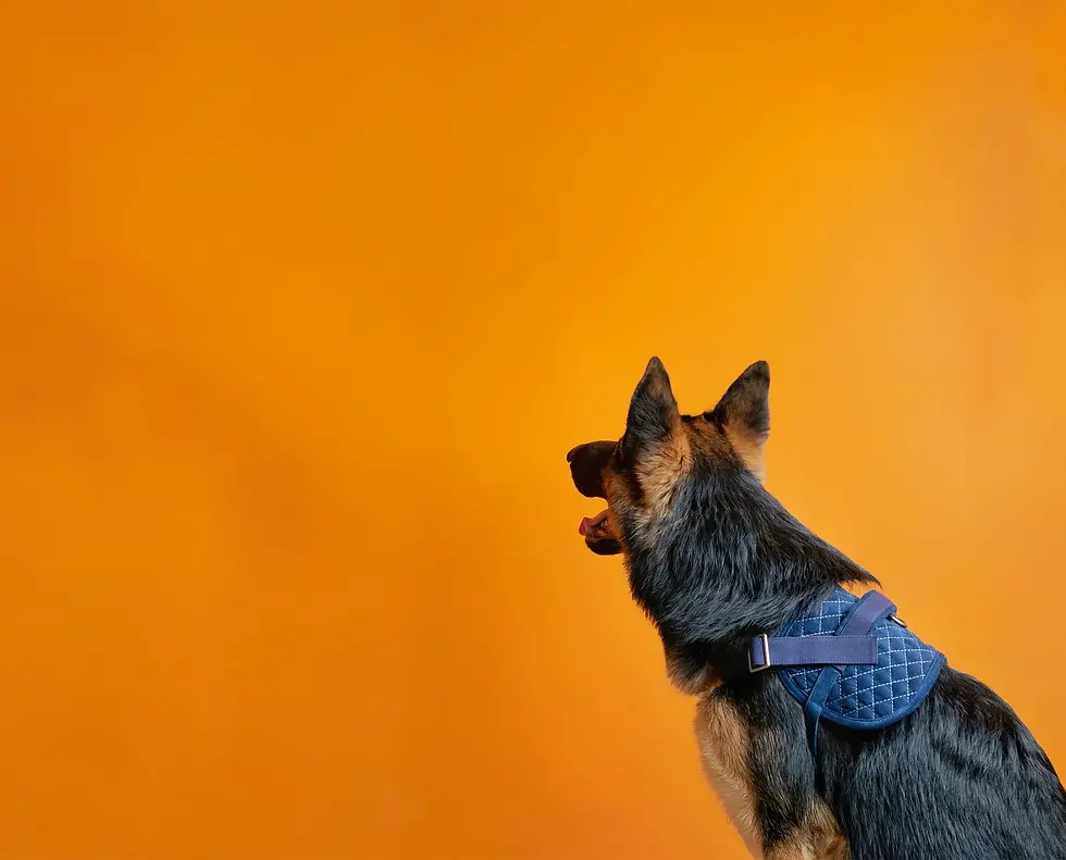 Thumbnail: Corduroy and Canvas Harness for Dog – Bold Blue