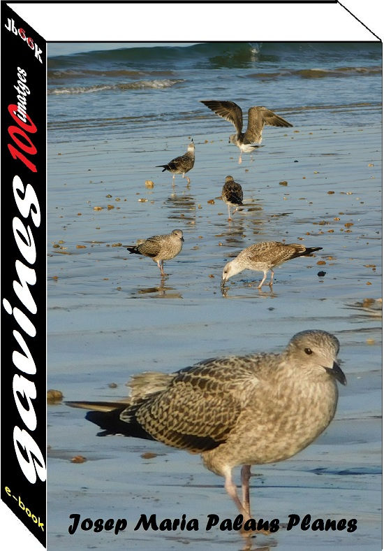 Gavines (100 imatges)