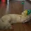 Thumbnail: Nemofish Wandtoy for Cats