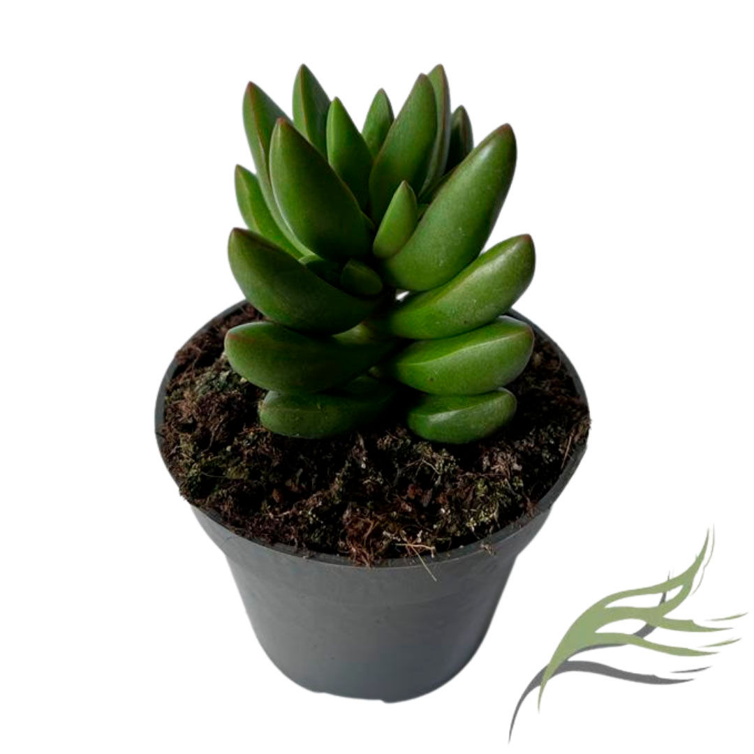 CRASSULA BEN M9