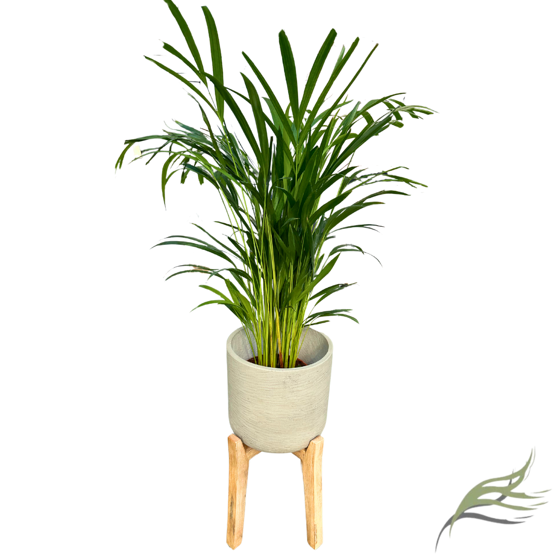 ARECA PLANTA DE AIRE LIMPIO