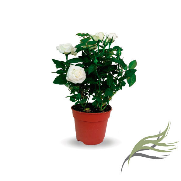 ROSAL MINI