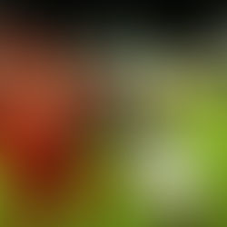 Photo Gallery: Green at Symmes Valley Football (9/26/25)