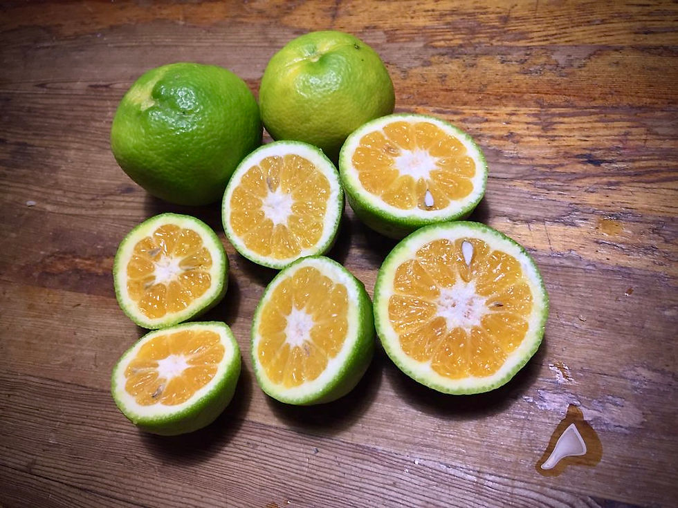 Quarantine Story: I thought I had a lime tree