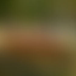 Best Activities on the Branson Strip 