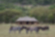 04-Cherero-Camp -Musabi-Plains-Great-Wildebeest-Migration.jpg