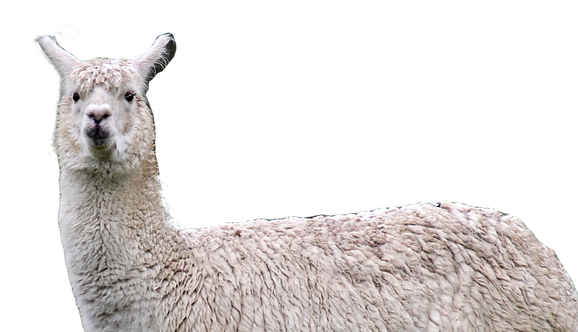 alpaca 1_edited.png