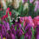 Thumbnail: Colorful Tulips Jigsaw Puzzle
