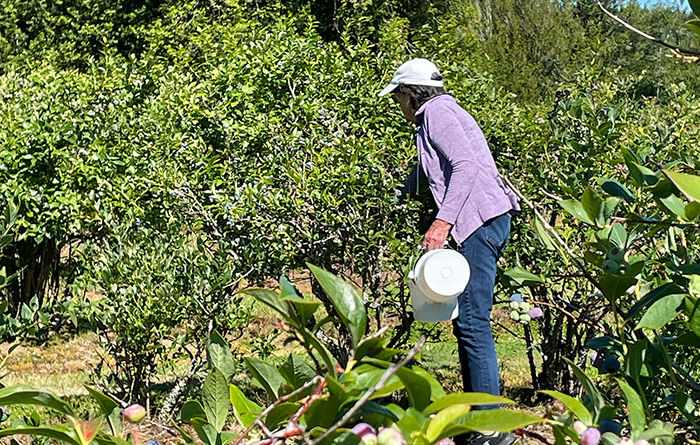 Person in a purple shirt and white hat picks blueberries with a bucket in a lush green garden under a clear blue sky.