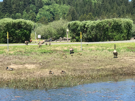 Reminder: Tenmile Lake Monitoring Class