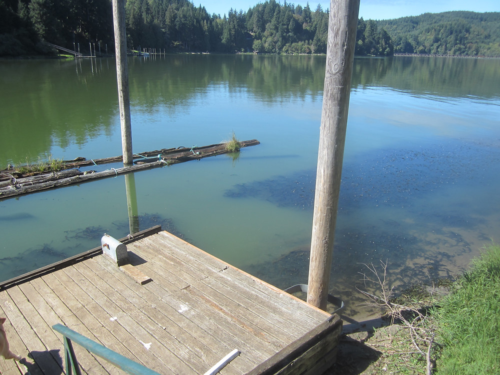 Weed barrier (note 10x10 foot weedless section next to dock). Photo courtesy of Debbie Newman.