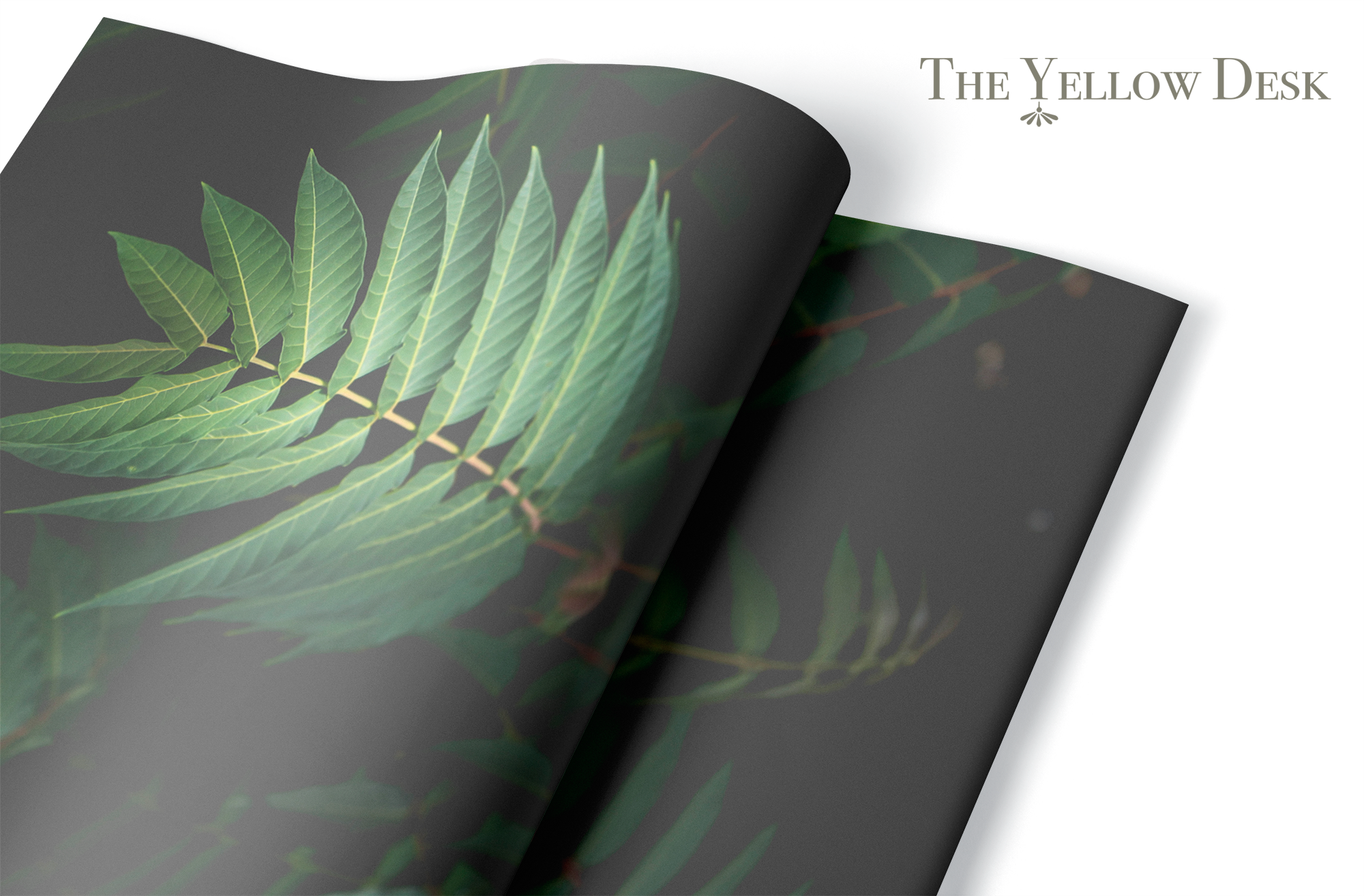 Sword Ferns Gift Wrap rolled
