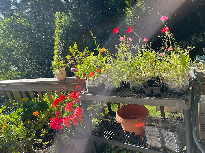 Potted plants on a sunlit patio with vibrant red and pink flowers. A metal shelf holds pots and trays. Lush greenery in the background at The Yellow Studio.
