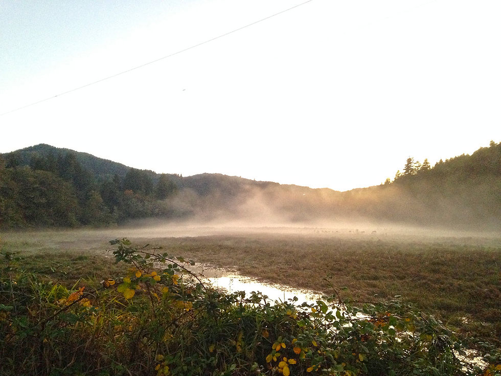 View of the meadow with fog on Tenmile Lake in Lakeside, Oregon