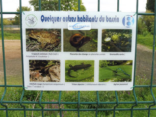 A la découverte de la faune et la flore aquatique