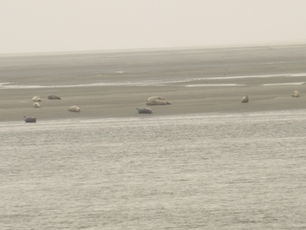 L’A.N.E se promène dans la Baie de Somme.
