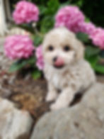 toy poodle
