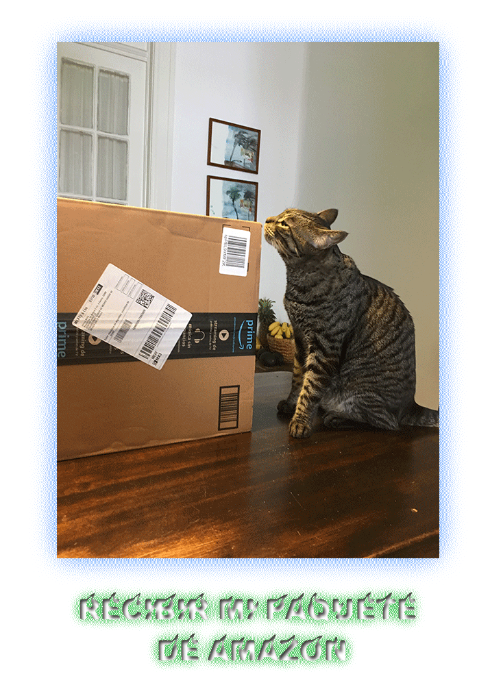 12Amazon (1).gif