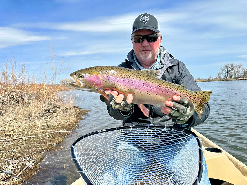 Channel Outfitters client with a thick 23-inch rainbow trout on the Missouri River
