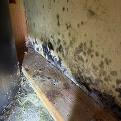 Black mold colonization spreading across wall and trim — result of untreated water intrusion behind surface materials.
