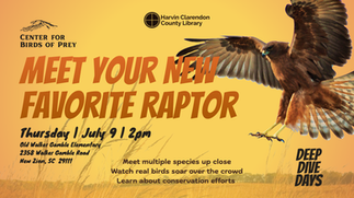 A hawk with wings spread looks to be landing beside text saying "Meet Your New Favorite Raptor"