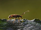 beetle1.jpg