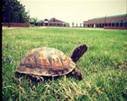 Turtle 2.png