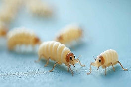 worm1.jpg