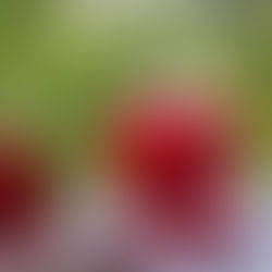 Cooling Refrigerant Herbs