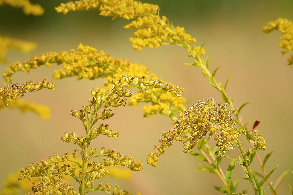 Best Herbs to Relieve Allergy Symptoms