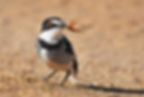 White-tailed-Shrike-2