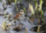 WEB-Dusky-Thrush