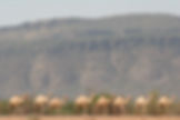 camels