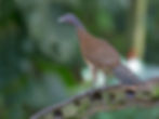 Grey-headed Chachalaca_76A4453