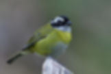 3Y8A_0189-Sooty-capped-Bush-Tanager-savegre