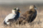 Spectacled EiderOL4A8035