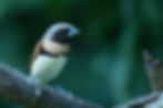 Chestnut-breasted MannikinA84X6235